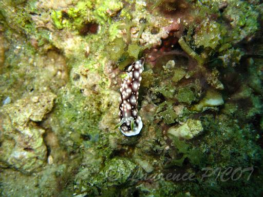 Chromodoris geometrica.JPG - Philippines - les Visayas